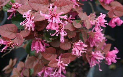 Ruby Loropetalum Flowering Plant Loropetalum Chinense Rubrum