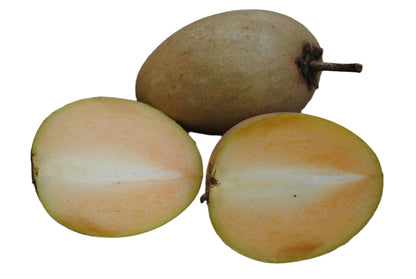Sapota Kalapatti Fruit Plant - Manilkara zapota