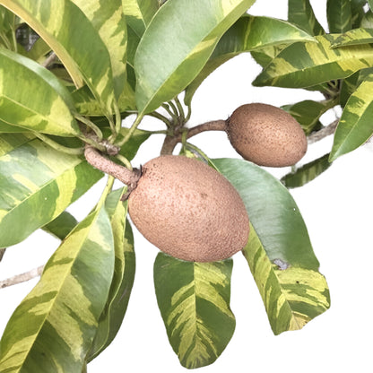 Sapota Variegated Fruit Plant - Manilkara zapota