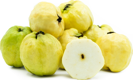 Seedless Guava Fruit Plant
