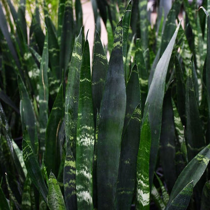 Black Coral Snake Plant - Sansevieria Trifasciata
