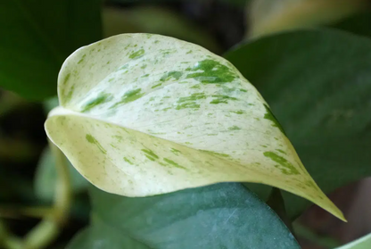 Snow Queen  Pothos Plant - Epipremnum Aureum