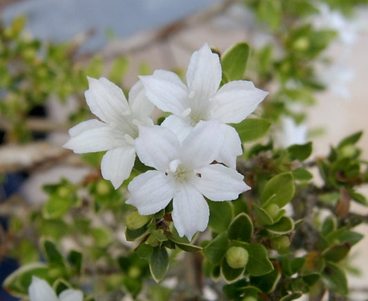 Snow Rose Single Petal - Serissa genus