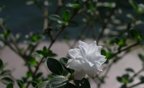 Snow Rose Double Petal - Serissa Genus