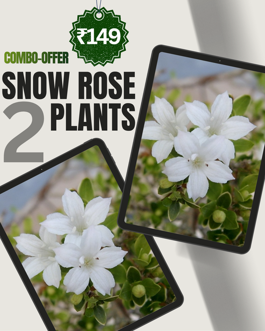 2 Snow Rose Combo - Only ₹149