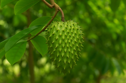 Soursop Fruit Plant - Annona Muricata