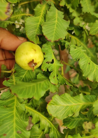 Spring Guava Fruit Plant - Psidium Guajava