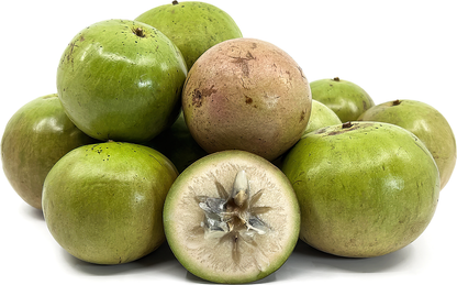 Jamaican Star Apple Green Fruit Plant - Chrysophyllum Cainito