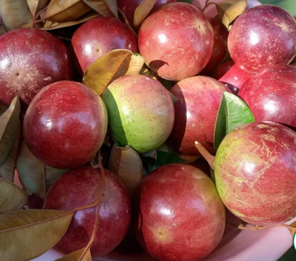 Jamaican Star Apple Red Fruit Plant - Chrysophyllum Cainito