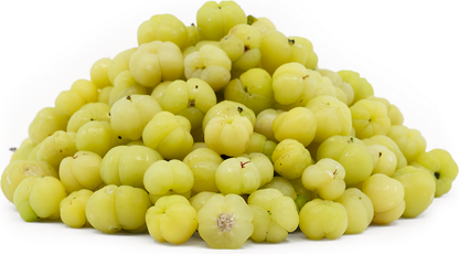 Star Gooseberry Fruit Plant - Phyllanthus Acidus
