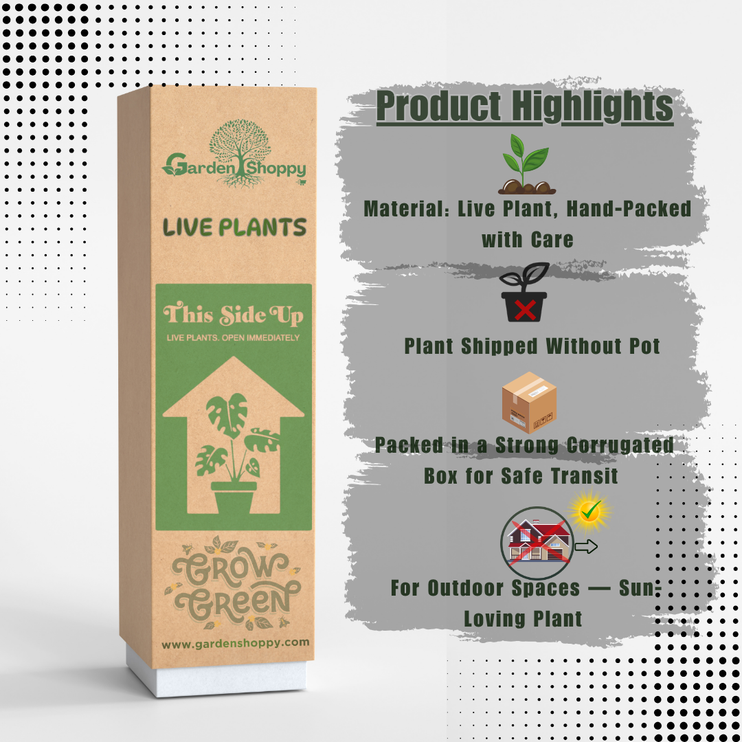 Mulberry M1 Fruit Plant - Morus Macroura