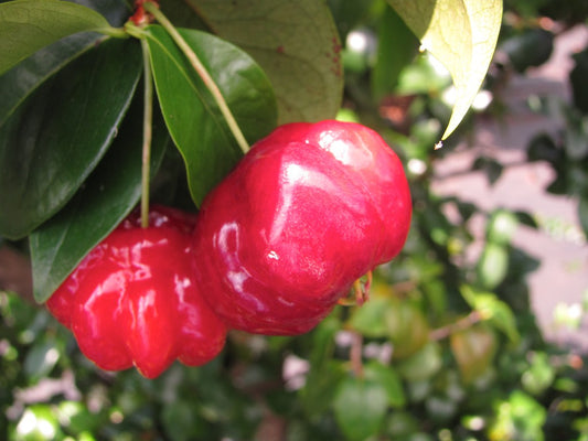 Surinam Cherry SP Fruit Plant - Eugenia Uniflora