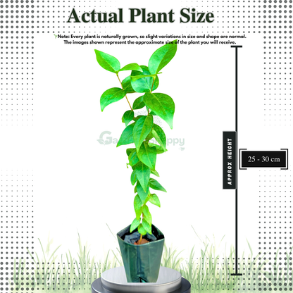 Surinam Cherry Red Fruit Plant - Eugenia Uniflora