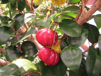 Surinam Cherry Red Fruit Plant - Eugenia Uniflora