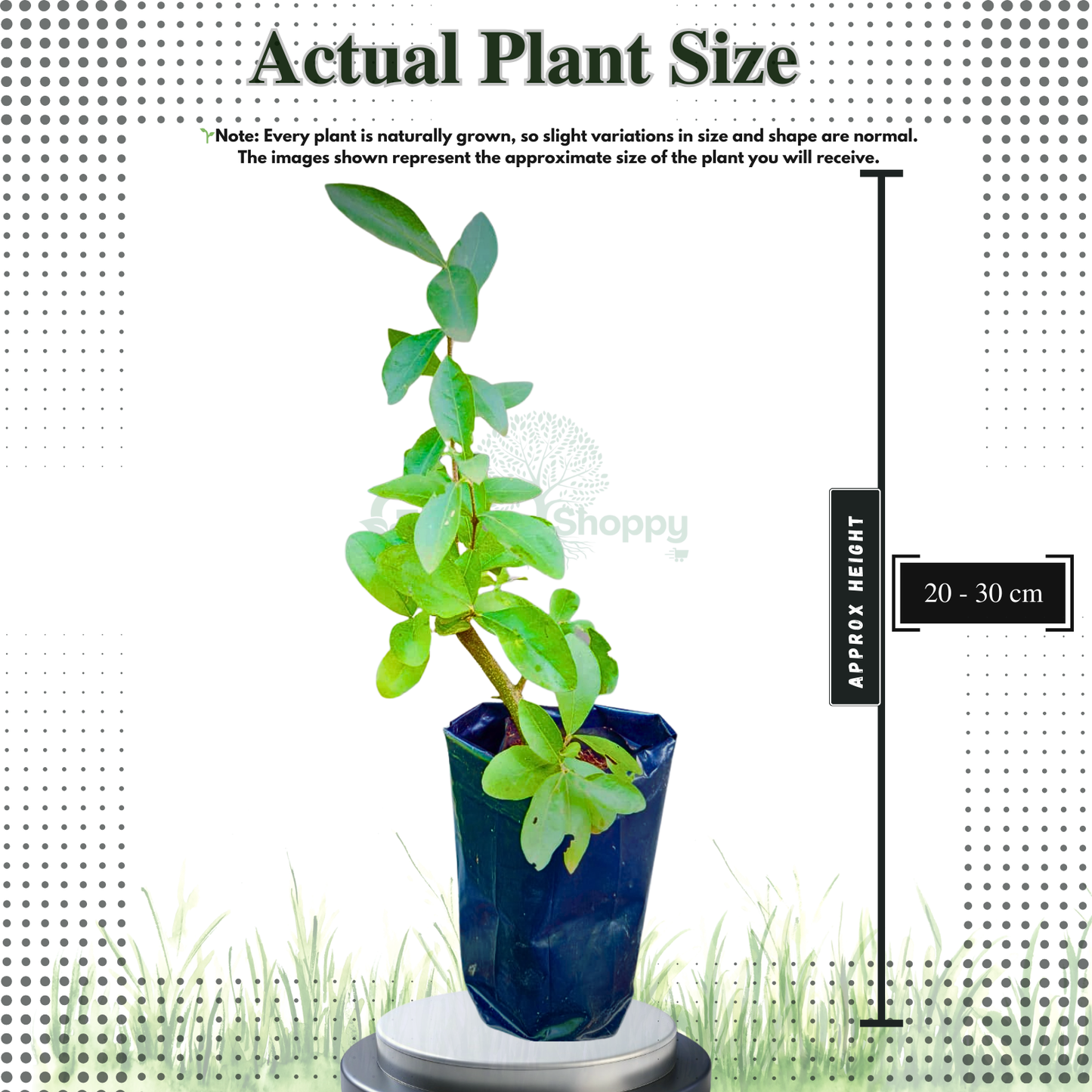 Sweet Acerola Cherry Fruit Plant  - Malpighia Emarginata SP