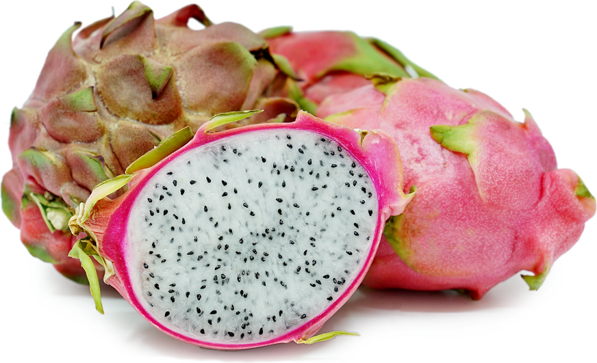 Taiwanese White Dragon fruit Plant - Selenicereus Undatus