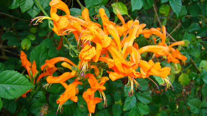 Tecoma Orange - Tecomaria Capensis