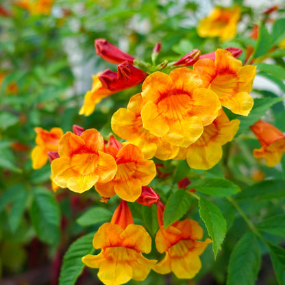 Tecoma Dwarf Bicolor- Tecoma Fulva subsp
