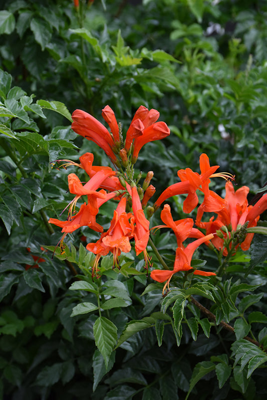 Tecoma Orange - Tecomaria Capensis