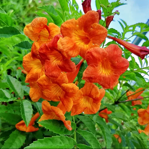 Tecoma Orange - Tecoma Alata