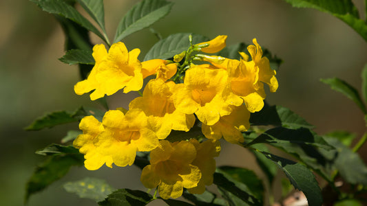 Tecoma Yellow - Tecoma Alata