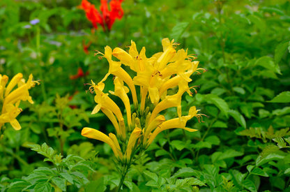 Tecoma Yellow - Tecomaria Capensis