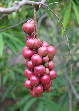 Tergganu cherry