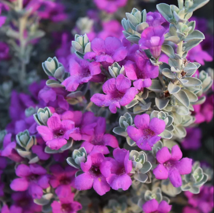 Texas Sage Flowering Plant - Leucophyllum Frutescens
