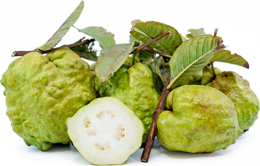 Thai Guavas TH11 Fruit Plant