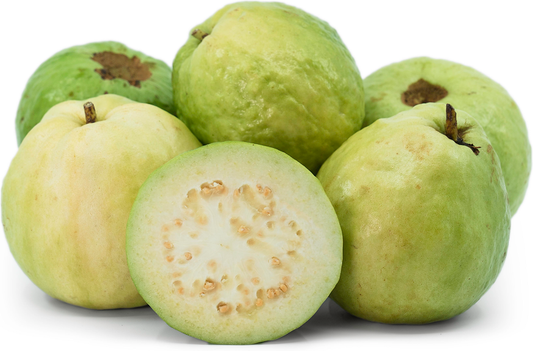 Thai White Guava Fruit Plant