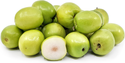 Thai Jujube Fruit Plant - Ziziphus Mauritiana