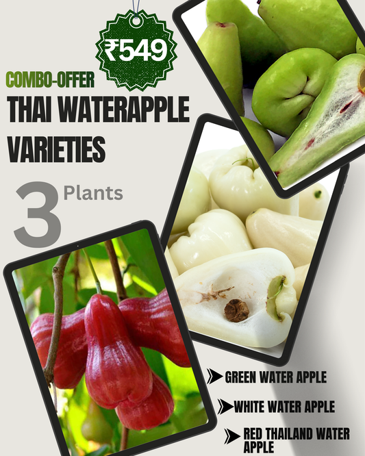 3 Fruit Plant Combo - Only ₹549