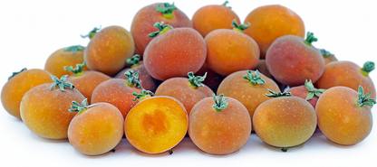 Tropical Apricot Berries Fruit Plant - Dovyalis abyssinica