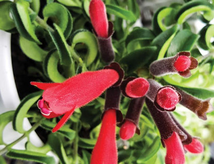 Twisted Red Lipstick Flowering Plant - Aeschynanthus Twister