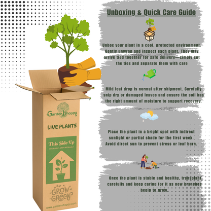 Mulberry M1 Fruit Plant - Morus Macroura