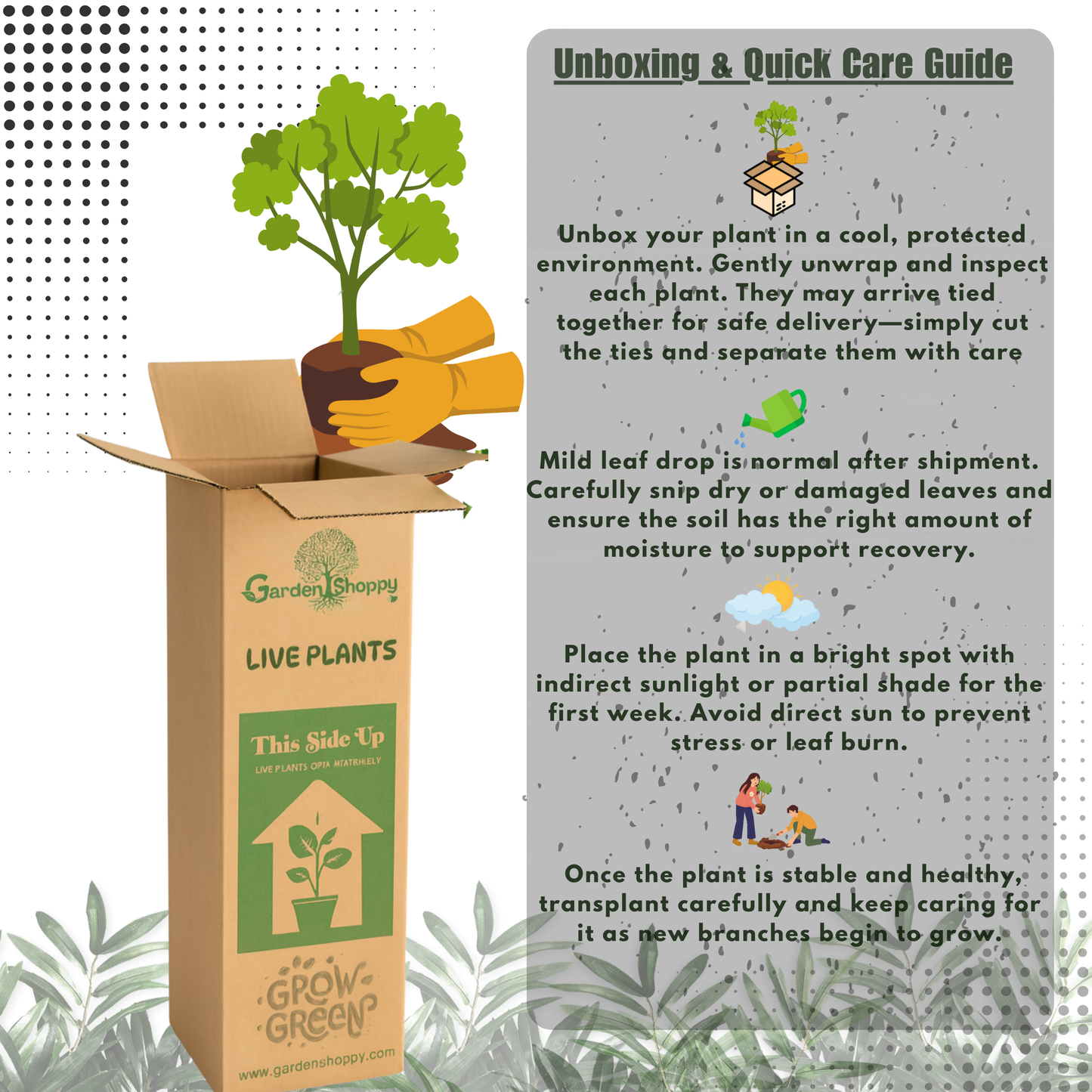 Olor Mango Fruit Plant - Mangifera Indica