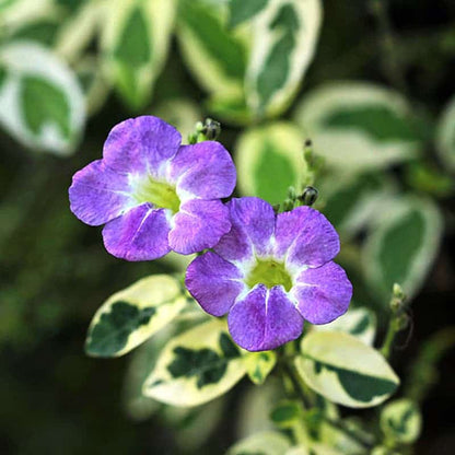 Variegated Chinese Violet Flowering Plant - Asystasia Gangetica