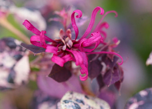 Variegated Loropetalum Flowering Plant - Loropetalum Chinense Rubrum