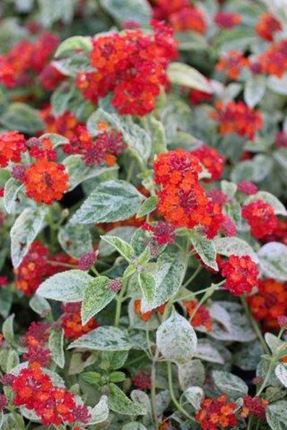Variegated Red Lantana Flowering Plant - Lantana Camara 'Manuel's Red'