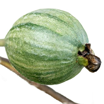 Variegated Guava Fruit Plant