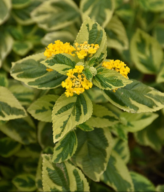 Variegated Yellow Lantana Flowering Plant - Lantana Camara 'Samantha'