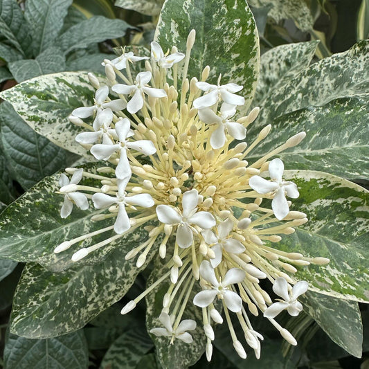 Variegated Ixora White Flowering Plant - Ixora Coccinea