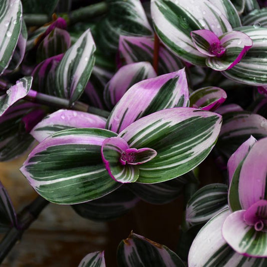 Wandering Jew Pistachio Nanouk Plant - Tradescantia Albiflora