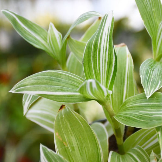 Wandering Jew Pistachio White Plant - Tradescantia Albiflora