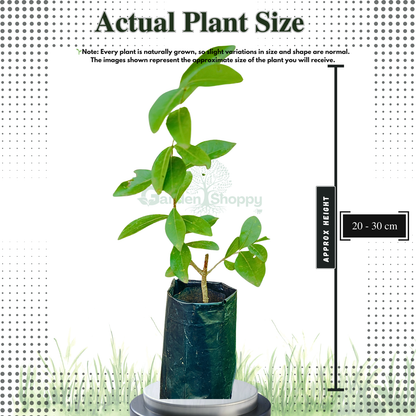West Indian Cherry Fruit Plant - Malpighia Emarginata