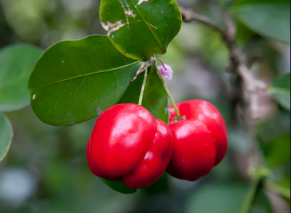 West Indian Cherry Fruit Plant - Malpighia Emarginata
