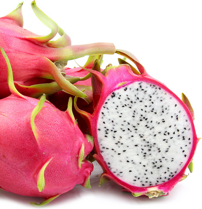 White Dragon Fruit Plant  - Selenicereus Undatus