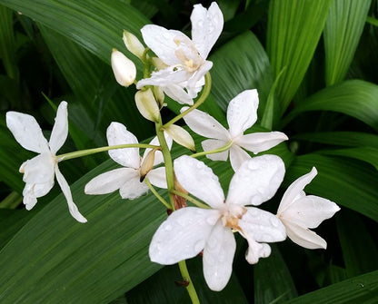 Ground Orchid G12 Flowering Plant - Spathoglottis Plicata