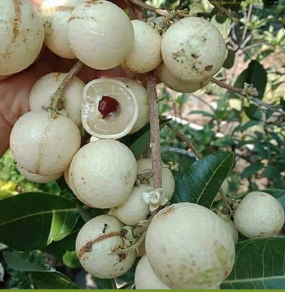 White Longan Fruit Plants - Dimocarpus longan