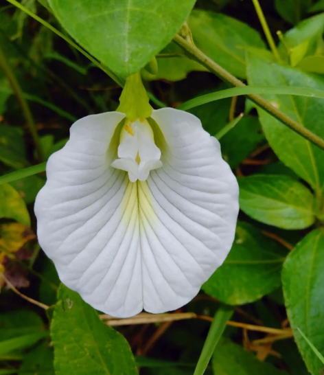 White Butterfly Pea Flowering Plant – Clitoria Ternatea